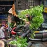 BMC News : बांधकामाच्या ठिकाणी असलेली झाडे वाचवणे संबंधित विकासकाची जबाबदारी