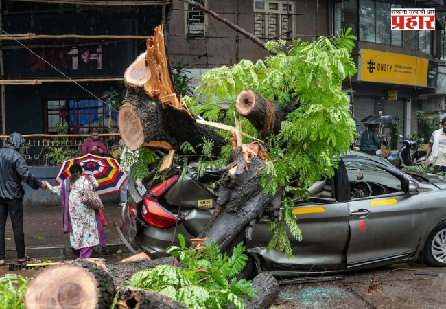 BMC News : बांधकामाच्या ठिकाणी असलेली झाडे वाचवणे संबंधित विकासकाची जबाबदारी
