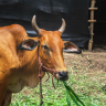 Nashik : नाशिक विभागात फक्त पाच महिने पुरेल इतकाच चारा ! पाऊस लांबल्यास पशुपालकांपुढे संकट ?