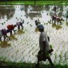 Rice productivity : कोकणातील तांदूळ उत्पादकतेत १२ टक्क्याने घट