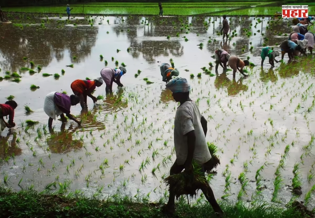 Rice productivity : कोकणातील तांदूळ उत्पादकतेत १२ टक्क्याने घट