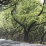 BMC News: विस्तारीत ईस्टर्न फ्रि वेच्या मार्गात तब्बल ७०६ झाडे होणार बाधित