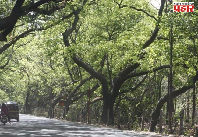 BMC News: विस्तारीत ईस्टर्न फ्रि वेच्या मार्गात तब्बल ७०६ झाडे होणार बाधित