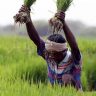 Maharashtra Farmers : जुलैच्या दुसऱ्या आठवड्यापासून शेतकऱ्यांना कर्जमुक्तीचा लाभ