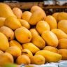 Indian Mango : नेपाळने भारतीय आंब्यावर बंदी घातली? केंद्र सरकारचा मोठा खुलासा; अफवांवर विश्वास ठेवू नका