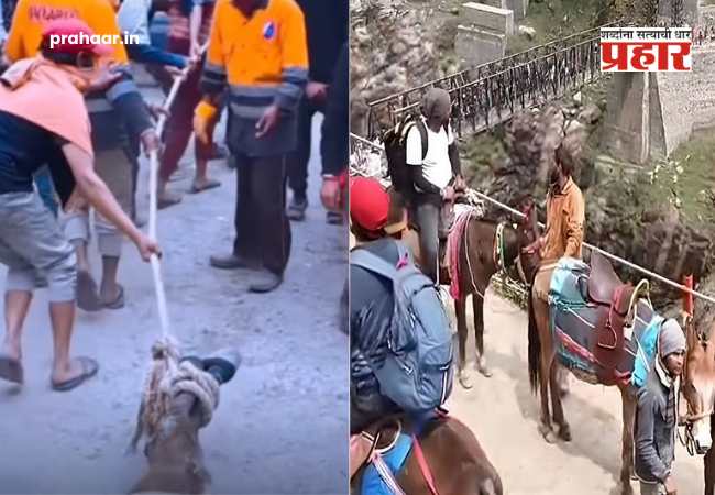 kedarnath yatra animal cruelty : भक्तीच्या नावाखाली क्रूरतेचा कळस! केदारनाथमध्ये मृत घोड्याला फरफटत नेले आणि…हृदयद्रावक व्हिडीओ व्हायरल