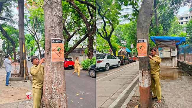 What to do During Rainy Season : पावसात झाडांखाली थांबू नका, वाहने उभी करू नका, BMC चे नागरिकांना आवाहन