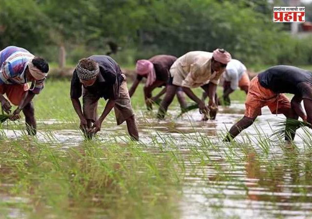 Impact of El Nino : शेतकऱ्यांनी पेरणीची घाई टाळावी, कृषी विभागाचे महत्त्वाचे आवाहन