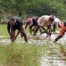 Impact of El Nino :  शेतकऱ्यांनी पेरणीची घाई टाळावी, कृषी विभागाचे महत्त्वाचे आवाहन