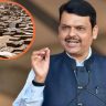 Dharavi Redevelopmen : सिंगापूर-हाँगकाँगच्या धर्तीवर धारावीचा पुनर्विकास