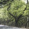 Aarey Colony : आरे वसाहतीतील झोपडपट्टी पुनर्वसनाचा प्रस्ताव अखेर रद्द