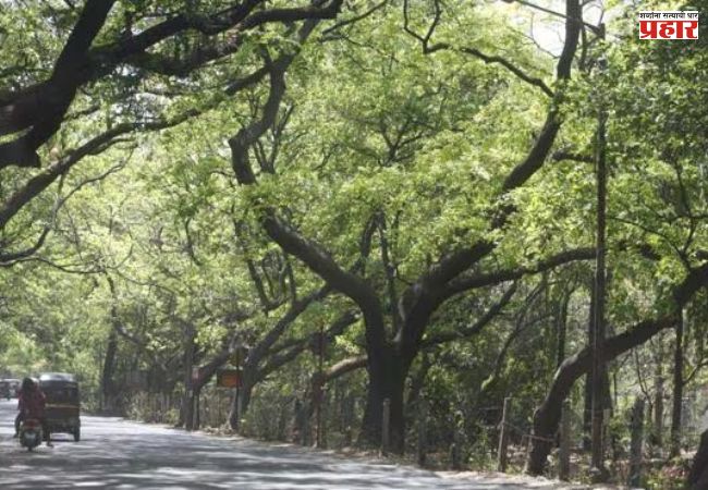Aarey Colony : आरे वसाहतीतील झोपडपट्टी पुनर्वसनाचा प्रस्ताव अखेर रद्द