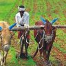 सामूहिक शेती गरजेची