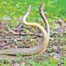 Poisonous Snakes : मान्सूनमध्ये वाढतो 'या' ४ सापांचा वावर; कोणते आहेत हे जीवघेणे सर्प?