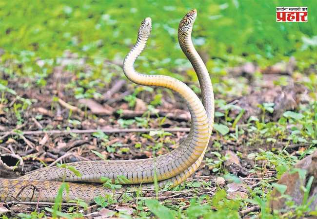 Poisonous Snakes : मान्सूनमध्ये वाढतो ‘या’ ४ सापांचा वावर; कोणते आहेत हे जीवघेणे सर्प?