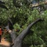 Mumbai Tree Collapse : झाडांच्या मुळांभोवतीही असणार रस्ते अभियंत्याची नजर