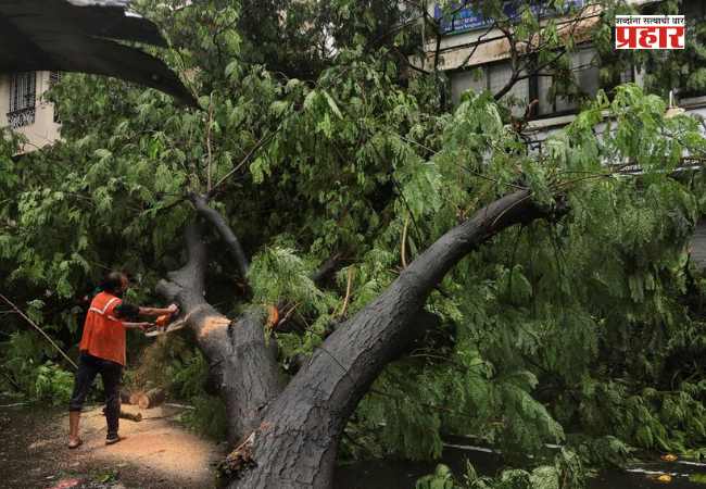 Mumbai Tree Collapse : झाडांच्या मुळांभोवतीही असणार रस्ते अभियंत्याची नजर