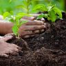 BMC Tree Planting : दहा बाधित झाडांच्या बदल्यात महापालिका लावणार २३७ झाडे