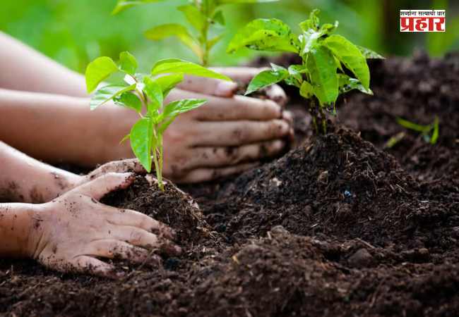 BMC Tree Planting : दहा बाधित झाडांच्या बदल्यात महापालिका लावणार २३७ झाडे