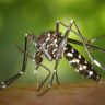 Dengue Vaccine : भारतात डेंग्यूविरोधातील पहिल्या लसीला मंजुरी; 'क्युडेन्गा' लशीबाबत जाणून घ्या 5 महत्त्वाच्या गोष्टी