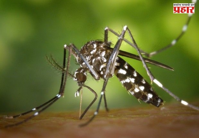 Dengue Vaccine : भारतात डेंग्यूविरोधातील पहिल्या लसीला मंजुरी; ‘क्युडेन्गा’ लशीबाबत जाणून घ्या 5 महत्त्वाच्या गोष्टी