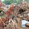 Kurla News: धक्कादायक! कुर्ल्यात झाड कोसळून ६३ वर्षीय व्यक्तीचा मृत्यू