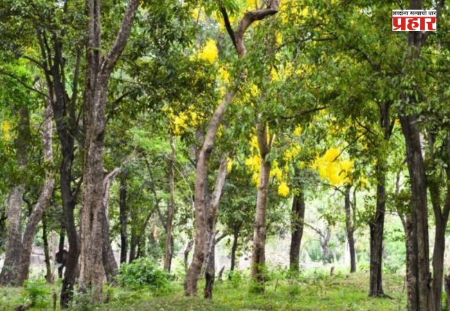 Karnataka News : पावसात ४० वर्षांचं चंदनाचं झाड कोसळलं; ८५ वर्षीय वृद्ध लखपती!