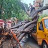 Chembur Tree Collapse : चेंबूरच्या झाड दुर्घटनेच्या अहवाल सत्ताधाऱ्यांनाच अमान्य