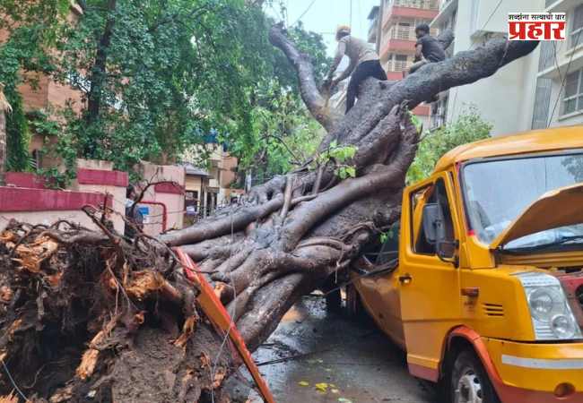 Chembur Tree Collapse : चेंबूरच्या झाड दुर्घटनेच्या अहवाल सत्ताधाऱ्यांनाच अमान्य