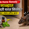 Simple Home remedy : पावसाळ्यात चिचुंदरी घरात शिरतेय? हा भन्नाट उपाय लगेच करा!
