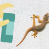 Repel lizards easily : भिंतीवरची पाल पाहून अंगावर काटा येतोय? रासायनिक स्प्रेऐवजी वापरा हे प्रभावी घरगुती उपाय