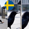 Crows pick up cigarette butts : स्वीडनमध्ये सिगारेटची तुकडे उचलण्यासाठी कावळ्यांची मदत