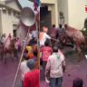 Kolhapur Bull Incident Video : कोल्हापुरात बैलजोडी शर्यतीत थरार! बिथरलेला बैल जमावात घुसला अन् थेट...