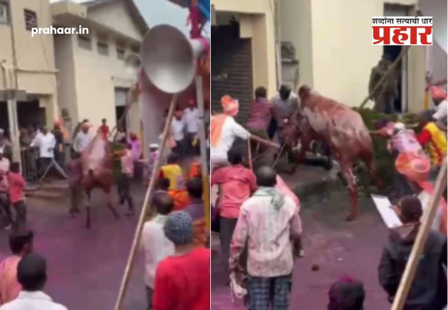 Kolhapur Bull Incident Video : कोल्हापुरात बैलजोडी शर्यतीत थरार! बिथरलेला बैल जमावात घुसला अन् थेट…