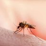 Malaria and Dengue : मुंबईत मलेरिया, डेंग्यू, लेप्टोचे थैमान, मलेरिया ३,६८१, डेंग्यू ९३८, लप्टोच्या १५७ रुग्णांची नोंद!