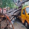 Mumbai Tree Collapse Incidents : मुंबईतील झाडांच्या फांद्यांची छाटणी, तर पडझड होते कशी?