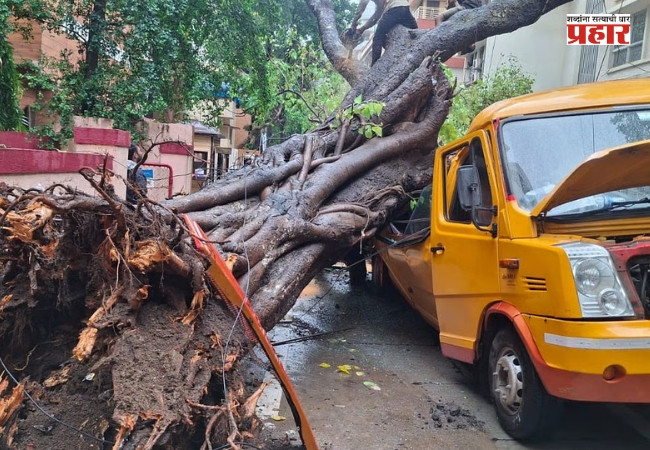 Mumbai Tree Collapse Incidents : मुंबईतील झाडांच्या फांद्यांची छाटणी, तर पडझड होते कशी?