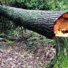 Tree Cutting : मुंबईत महापालिका प्रकल्पांसह विद्युत कंपनीसह इमारत बांधकामांत कापली जाणार १४४३ झाडे