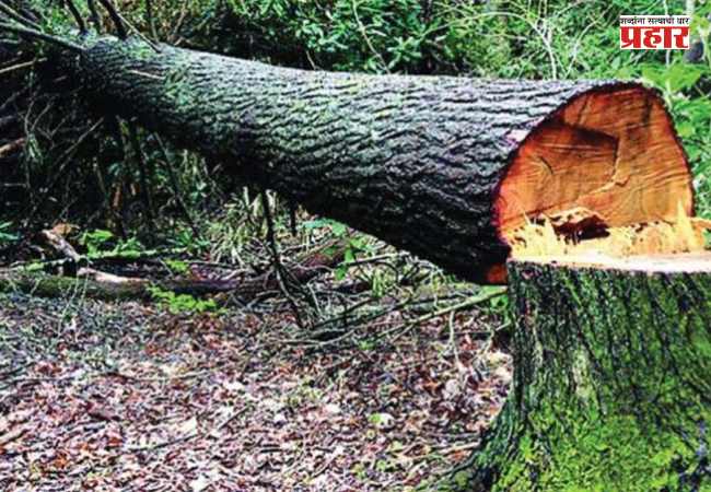 Tree Cutting : मुंबईत महापालिका प्रकल्पांसह विद्युत कंपनीसह इमारत बांधकामांत कापली जाणार १४४३ झाडे