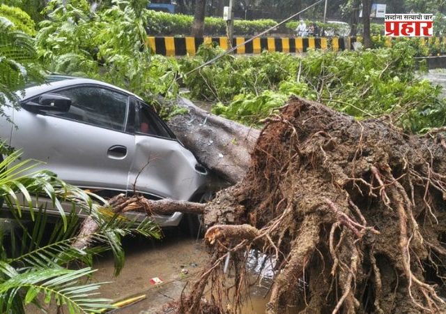 Mumbai Weather : मुंबईत सोसाट्याचे वारे,झाडे आणि फांद्या पडण्याच्या १४२ घटना
