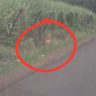 Nashik Leopard Viral Video : नाशिकमध्ये दोन बिबट्यांचा मुक्तसंचार; निफाडच्या मुखेड परिसरातील व्हिडीओ व्हायरल