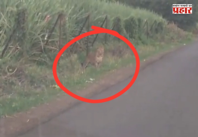 Nashik Leopard Viral Video : नाशिकमध्ये दोन बिबट्यांचा मुक्तसंचार; निफाडच्या मुखेड परिसरातील व्हिडीओ व्हायरल