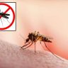 Mosquito Control Tips : पावसाळ्यात घराला डासांपासून कसं वाचवाल? आजारांचा धोका टाळण्यासाठी फॉलो करा 'या' टिप्स