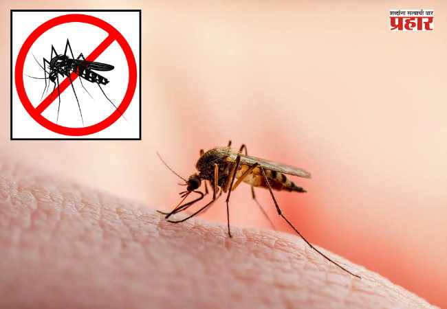 Mosquito Control Tips : पावसाळ्यात घराला डासांपासून कसं वाचवाल? आजारांचा धोका टाळण्यासाठी फॉलो करा ‘या’ टिप्स