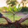 Tree Plantation : प्रकल्पात बाधित होणारी झाडे आता लावणार मुंबईतच