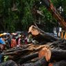 BMC News :'झाडांच्या मुळांची सोनग्राफी करा'