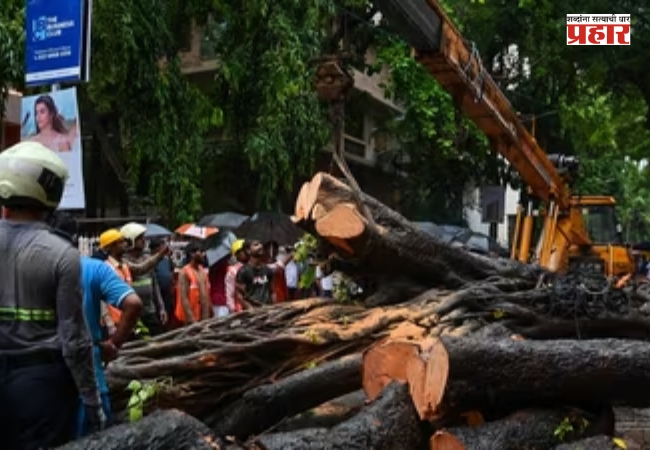 BMC News :’झाडांच्या मुळांची सोनग्राफी करा’
