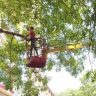 Tree Pruning : वृक्ष छाटणीचे काम करताना वृक्षतज्ज्ञांची नियुक्ती करावी