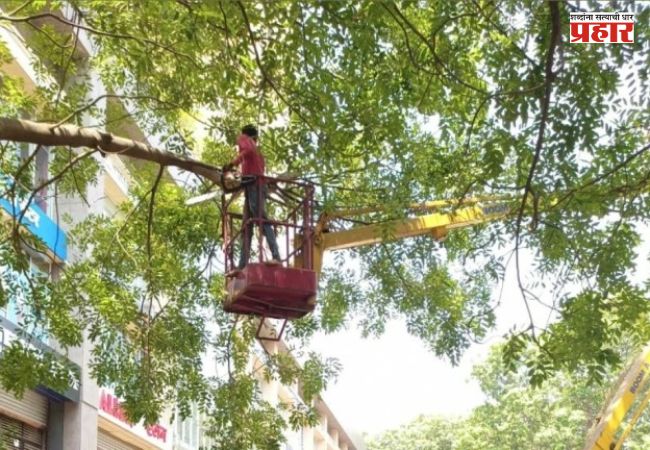 Tree Pruning : वृक्ष छाटणीचे काम करताना वृक्षतज्ज्ञांची नियुक्ती करावी