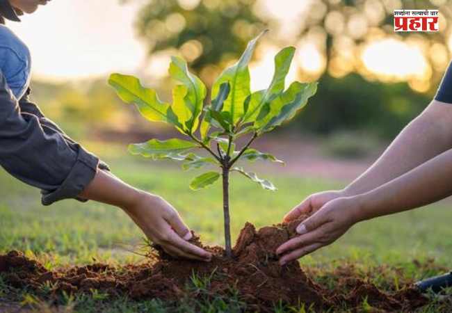 Tree Plantation : प्रकल्पात बाधित होणारी झाडे आता लावणार मुंबईतच
